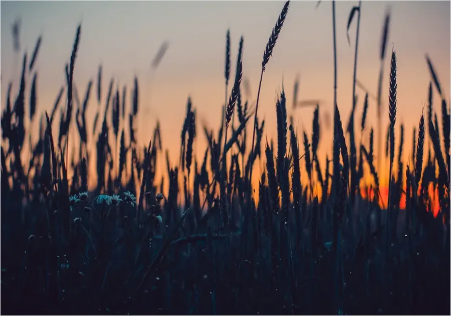 Detail Wheat Field Sunset Photo Number 4