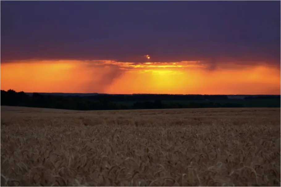 Detail Wheat Field Sunset Photo Number 5