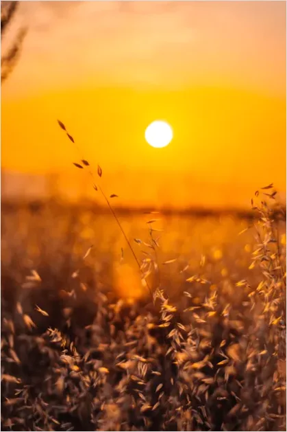 Detail Wheat Field Sunset Photo Number 6
