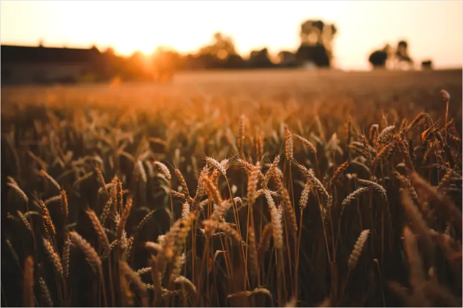 Detail Wheat Field Sunset Photo Number 7