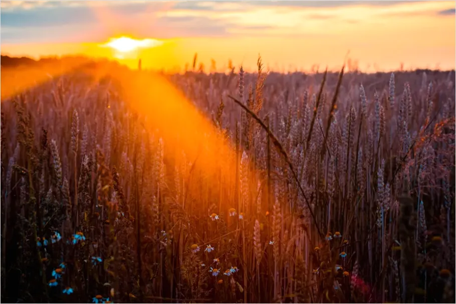 Detail Wheat Field Sunset Photo Number 8