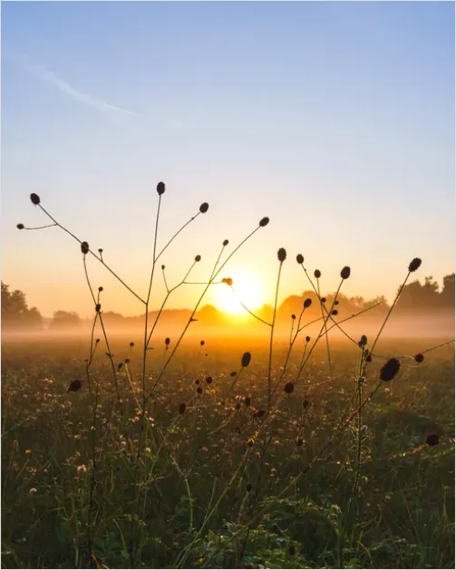 Wildflower Meadow Sunrise Photo 0976