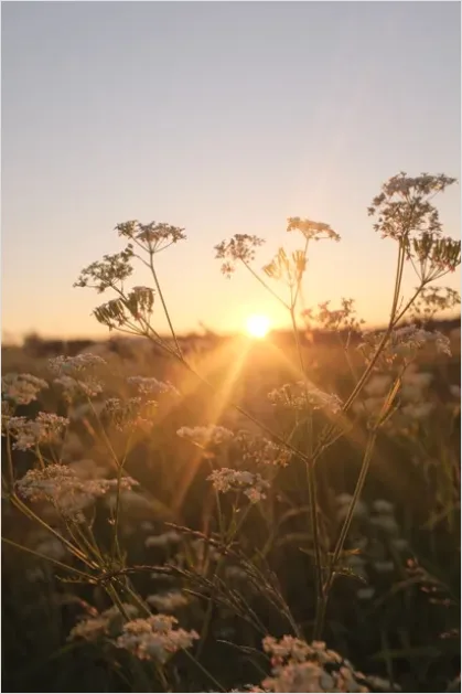 Detail Wildflower Meadow Sunrise Photo Number 2