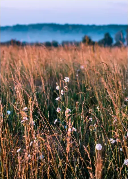 Detail Wildflower Meadow Sunrise Photo Number 3