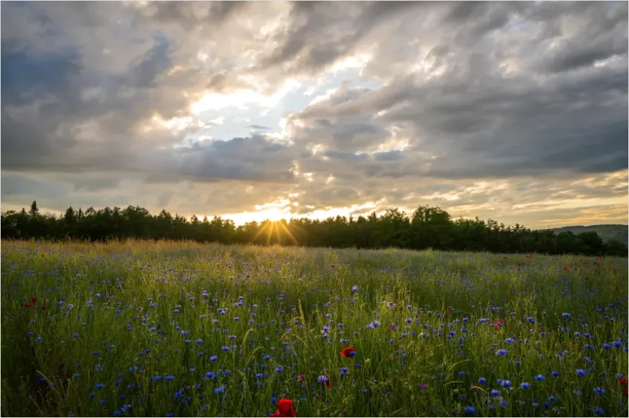 Detail Wildflower Meadow Sunrise Photo Number 4