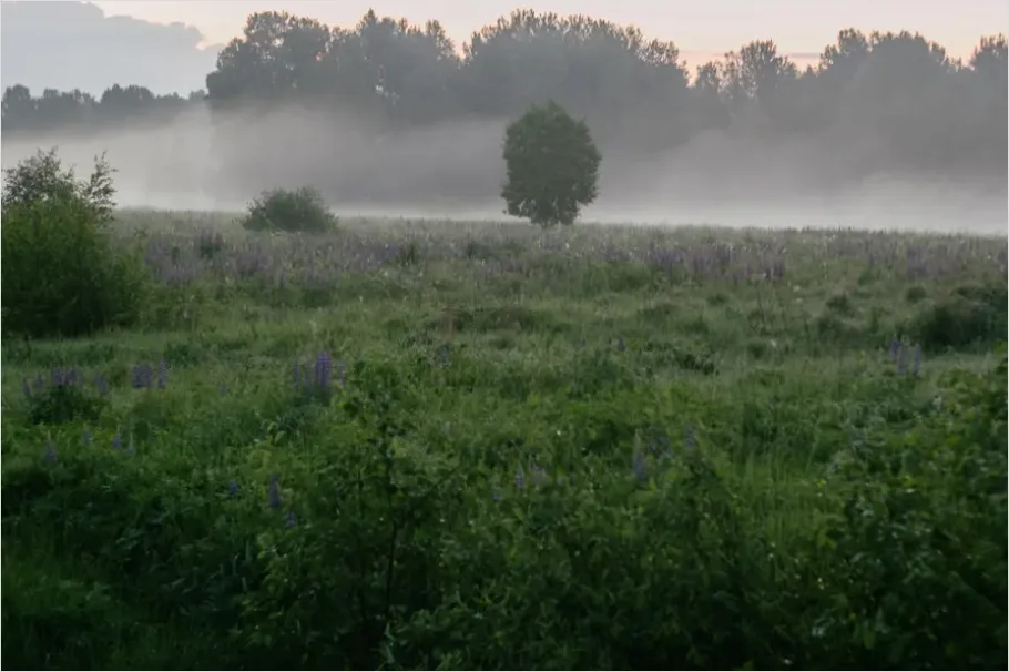 Detail Wildflower Meadow Sunrise Photo Number 5