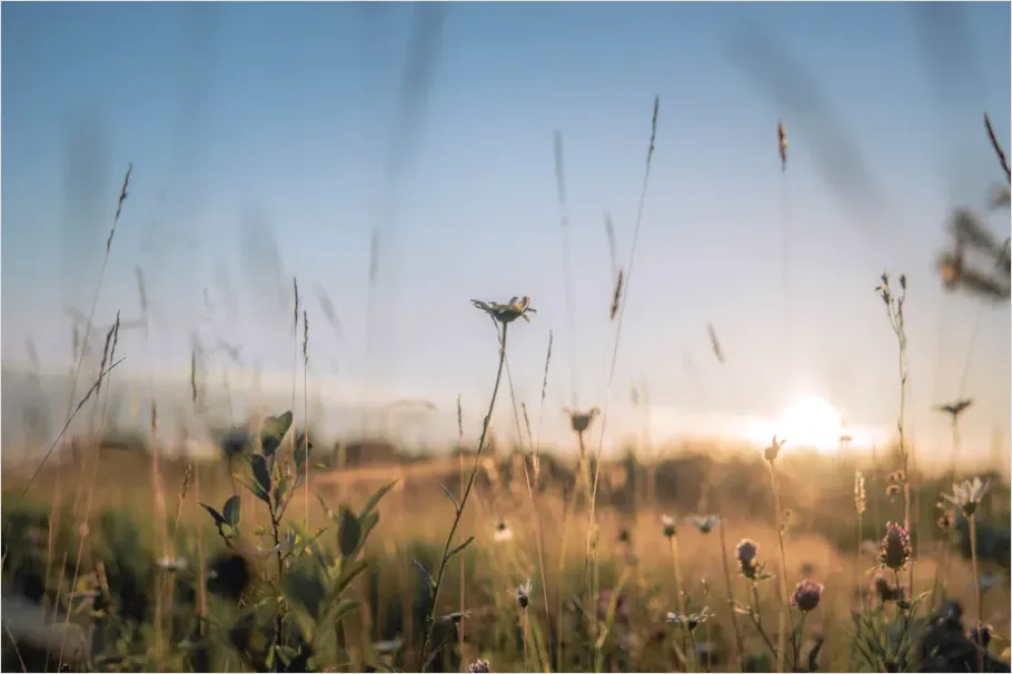 Detail Wildflower Meadow Sunrise Photo Number 7