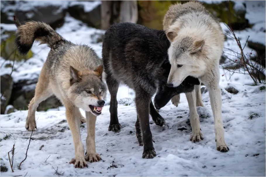 Detail Wolf Pack In Snow Number 2