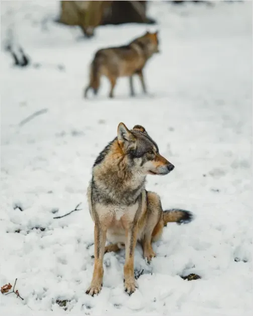 Detail Wolf Pack In Snow Number 3