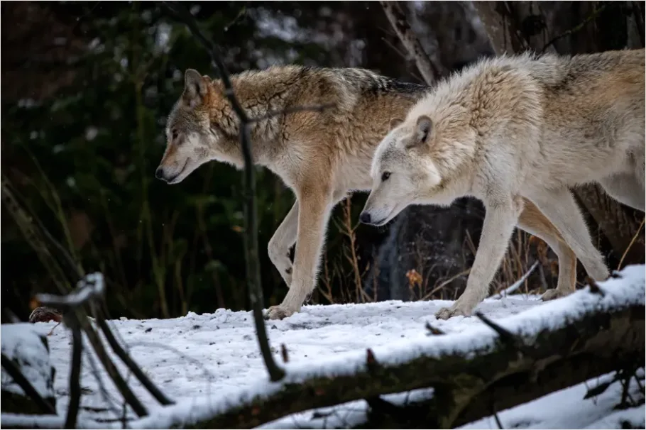 Detail Wolf Pack In Snow Number 4