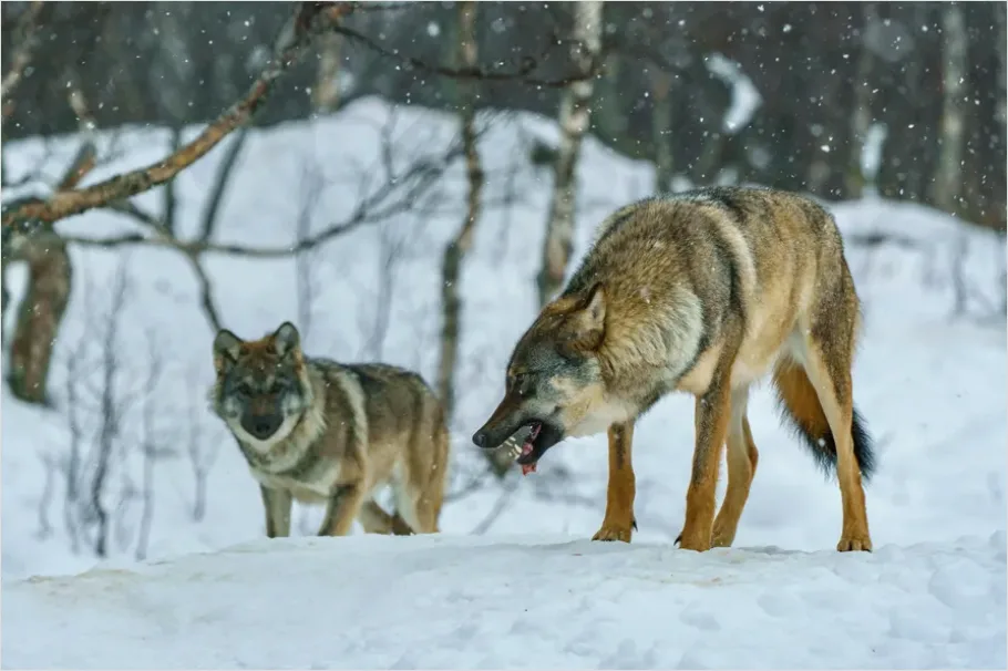 Detail Wolf Pack In Snow Number 5