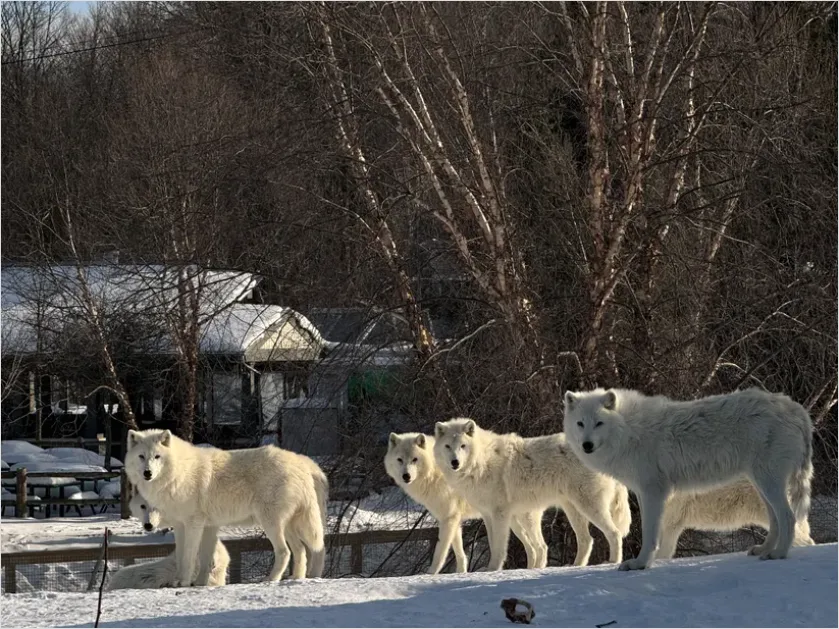 Detail Wolf Pack In Snow Number 7