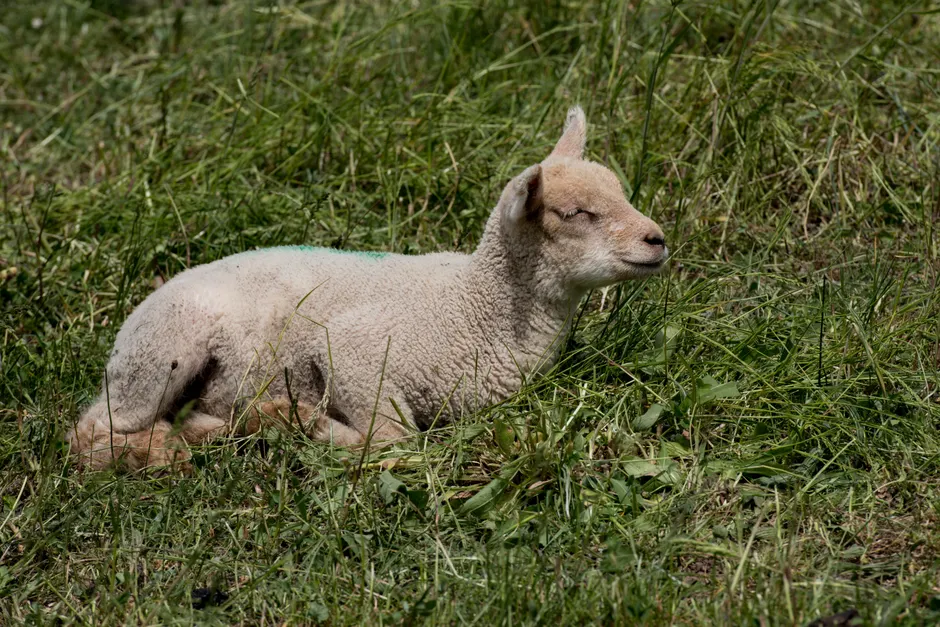 Gruene Wandfarbe Oekologisch Streichen Foto 20aa