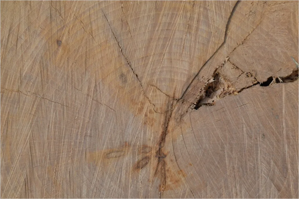 Holzmaserung Eiche Nahaufnahme Detail Foto 8cdc