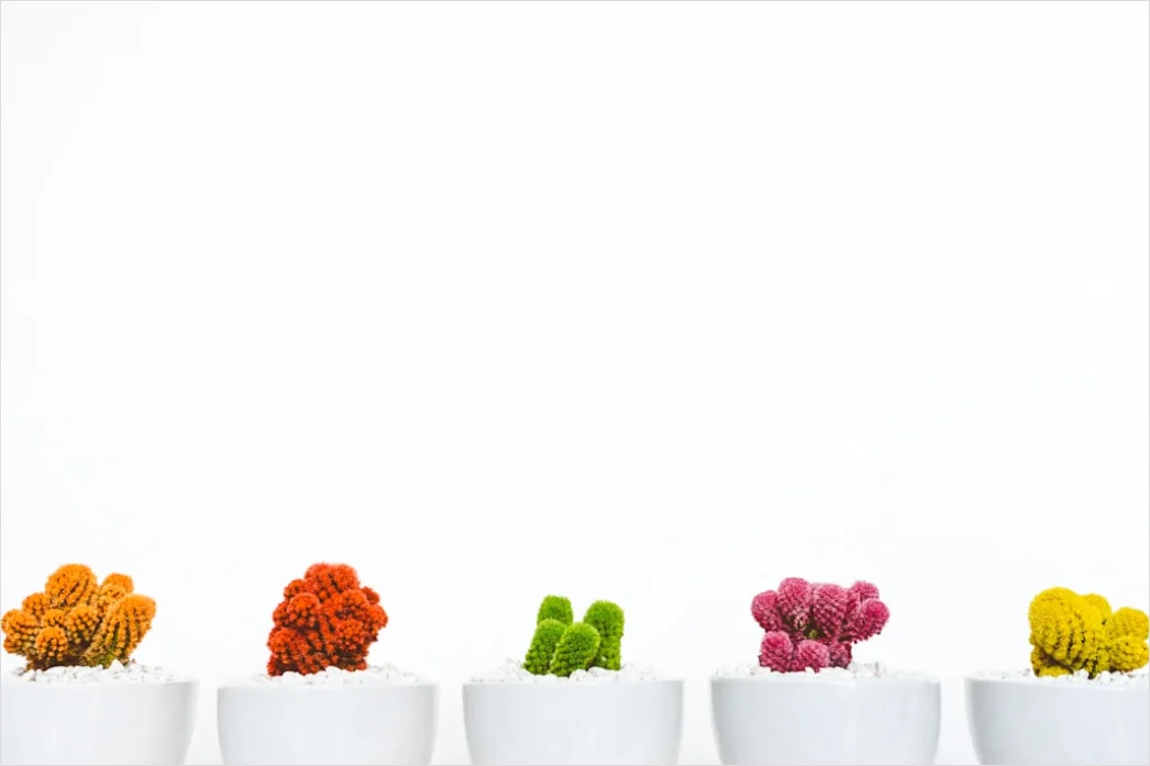 Kakteen Und Sukkulenten Deko Minimalist Foto B8e7
