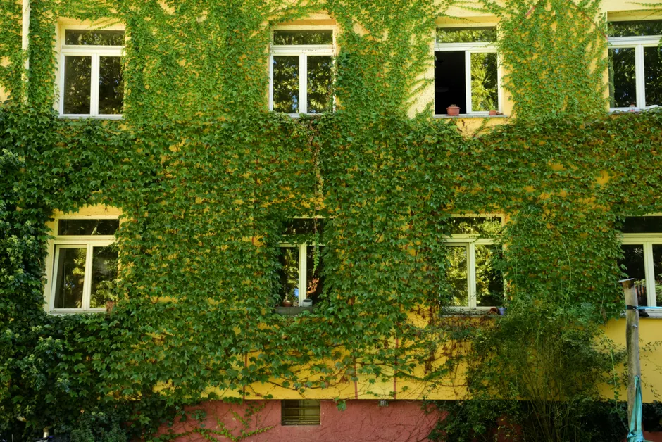 Pflanzen Im Badezimmer Feuchtigkeitsliebend Foto 5829