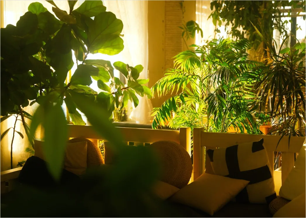 Pflanzen Und Natuerliches Licht Interieur Foto 50b7