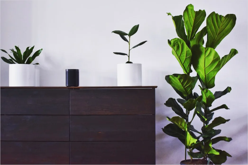 Pflanzenarrangement Auf Sideboard Foto 9d6b