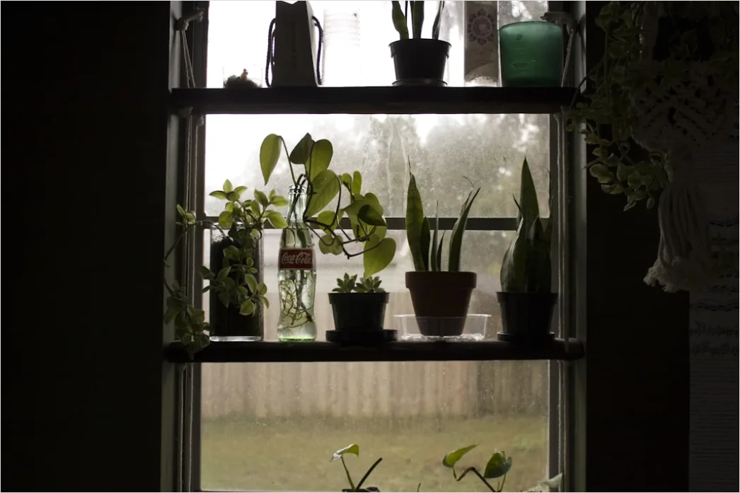 Pflanzenregal Am Fenster Urban Jungle Foto 76c8