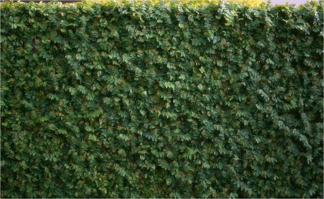 Sichtschutz Hecke Immergruen Foto 4d73