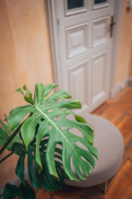 Detail Zimmerpflanzen Wohnzimmer Große Monstera Foto Number 2