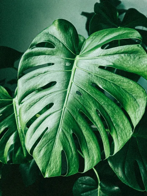 Detail Zimmerpflanzen Wohnzimmer Große Monstera Foto Number 12