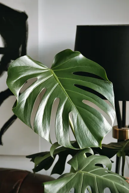 Detail Zimmerpflanzen Wohnzimmer Große Monstera Foto Number 13