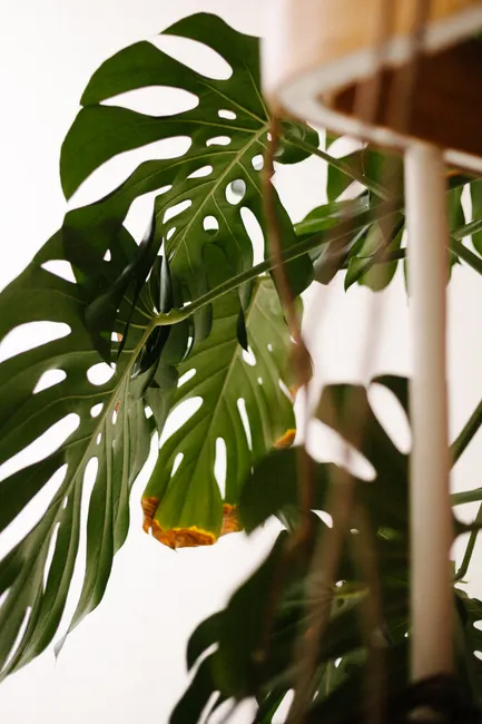 Detail Zimmerpflanzen Wohnzimmer Große Monstera Foto Number 17