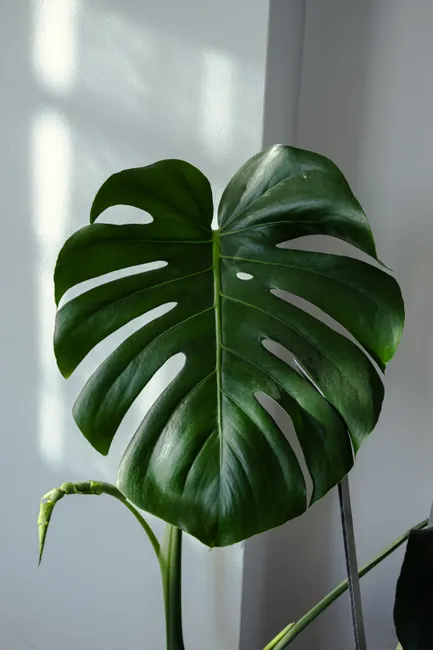 Detail Zimmerpflanzen Wohnzimmer Große Monstera Foto Number 18