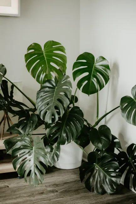 Detail Zimmerpflanzen Wohnzimmer Große Monstera Foto Number 7