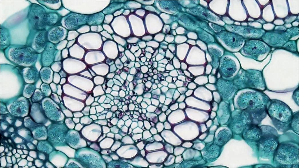Biologie Forschung Mit Mikroskop Foto 6740