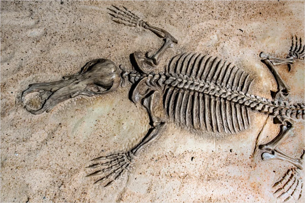 Fossil Ausgrabung Mit Wissenschaftler Foto