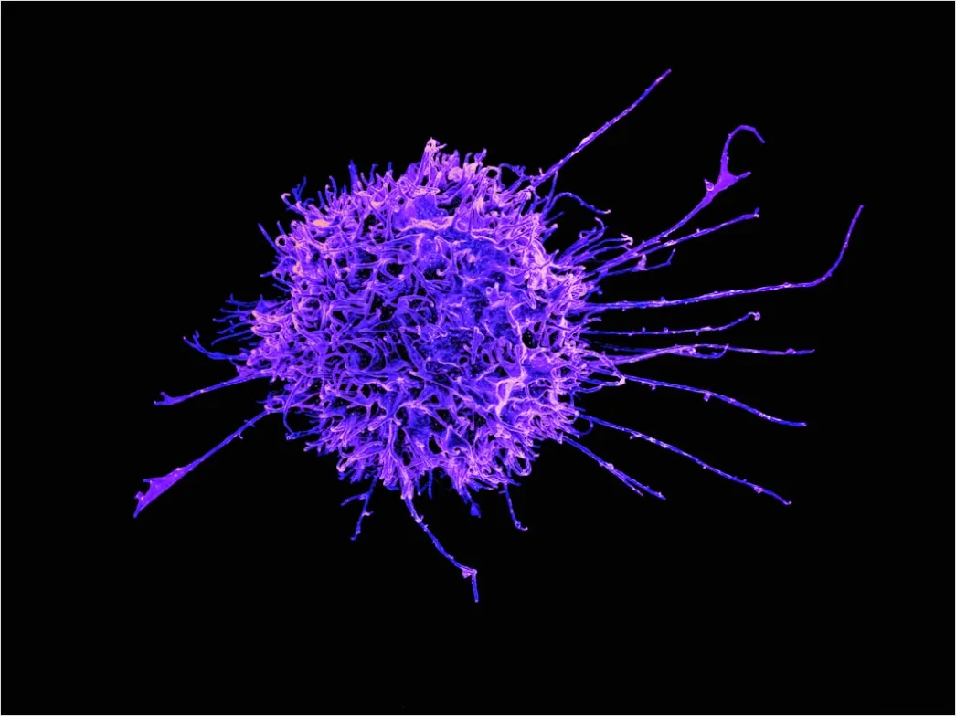 Immunologie Forschung Mit Zellkultur Foto F87d