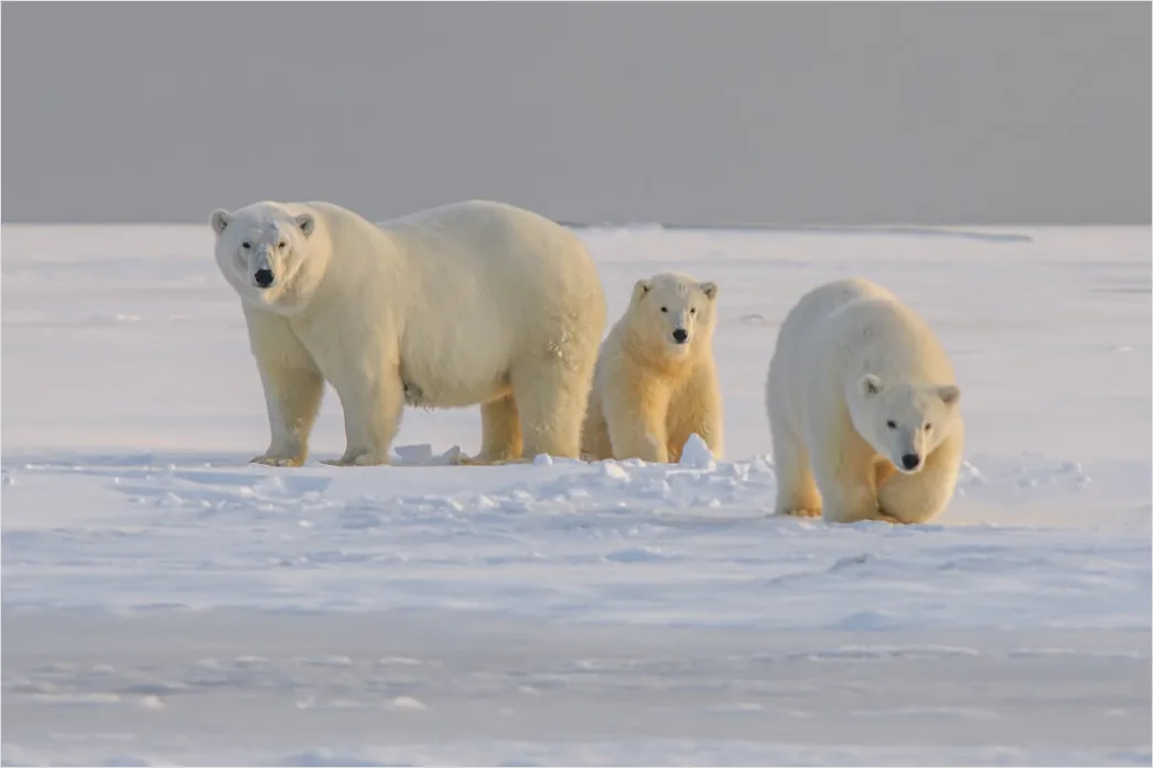 Klimaforscher Bei Polar Expedition Foto