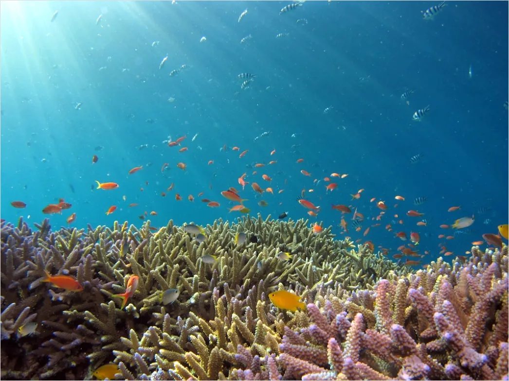 Korallenriff Wissenschaftliche Unterwasserforschung Foto C143