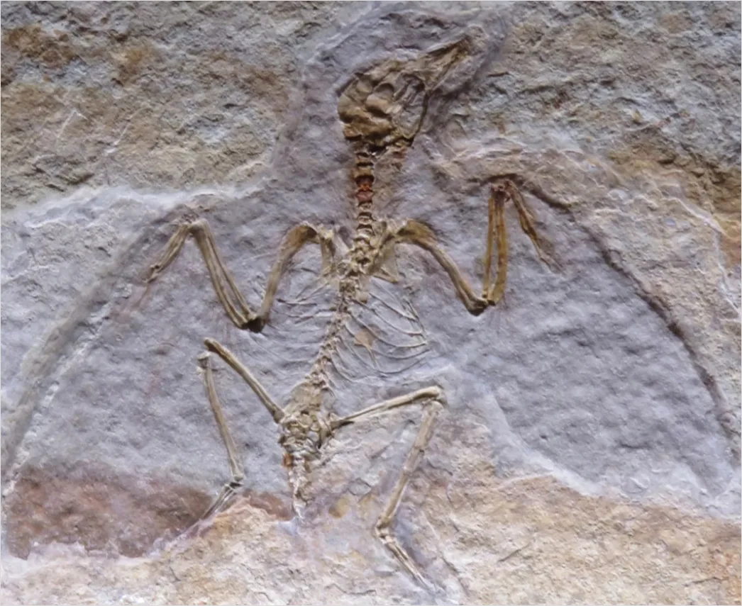 Palaeontologe Untersucht Dinosaurier Fossil Foto
