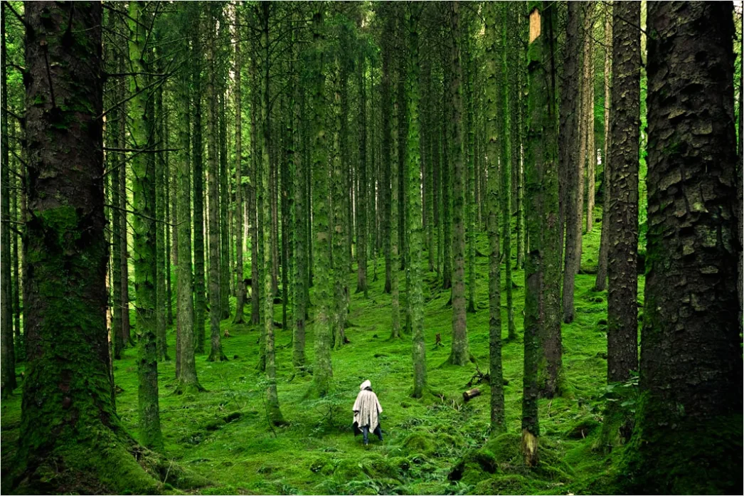 Umweltwissenschaftler Bei Feldforschung Im Wald Foto Ba89