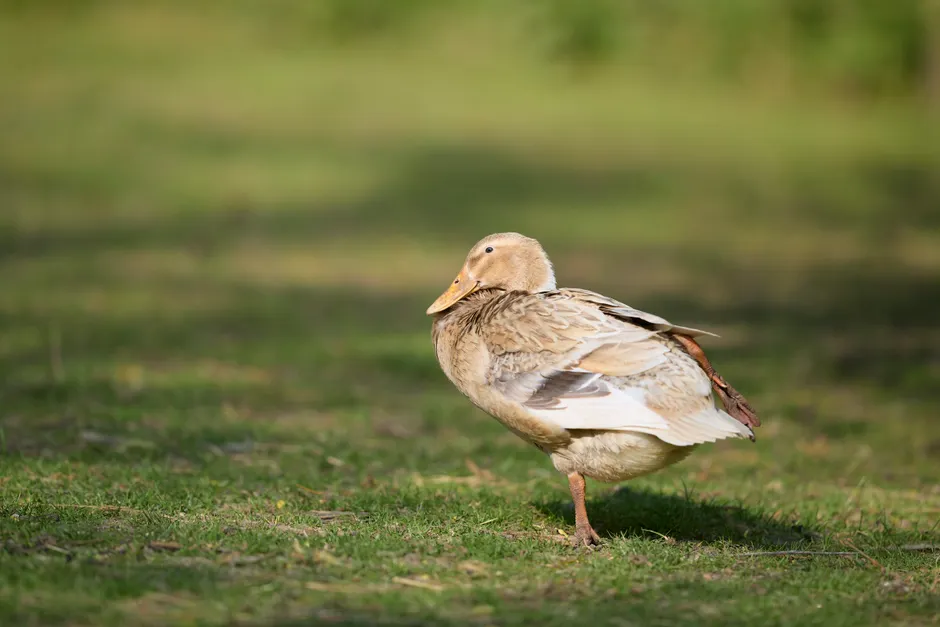 Wissenschaftler Untersucht Bodenprobe Im Feld Foto