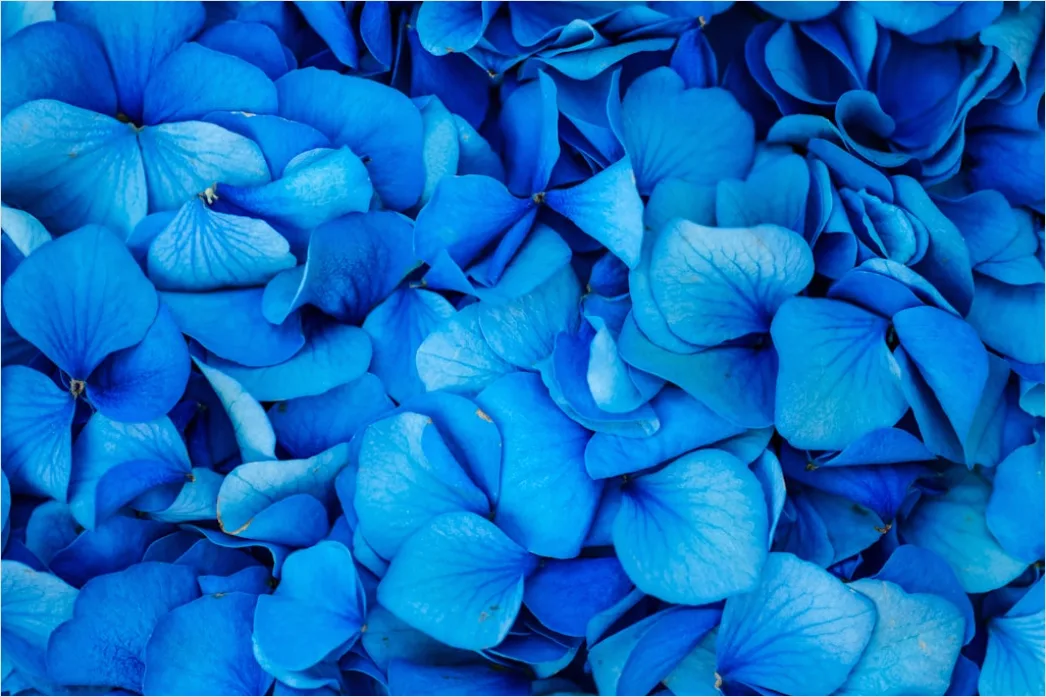 Blaue Hortensien Mit Dichter Bluetenstruktur Cdde