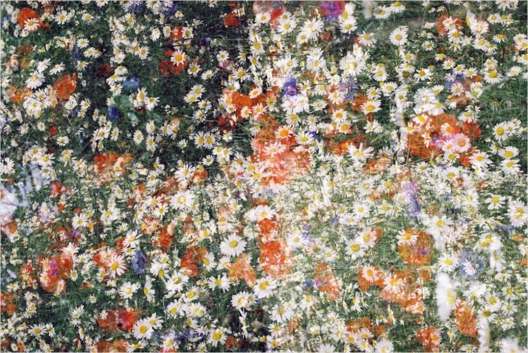 Detail Blumenmuster Mit Natürlichen Farben Number 2