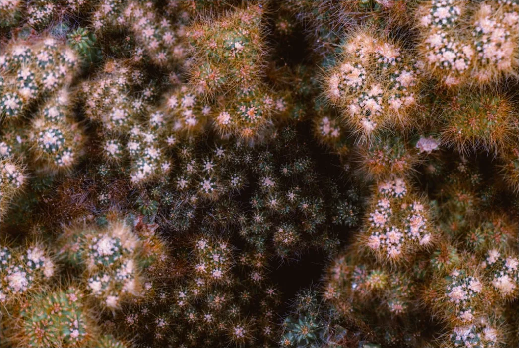 Detail Blumenmuster Mit Natürlichen Farben Number 7