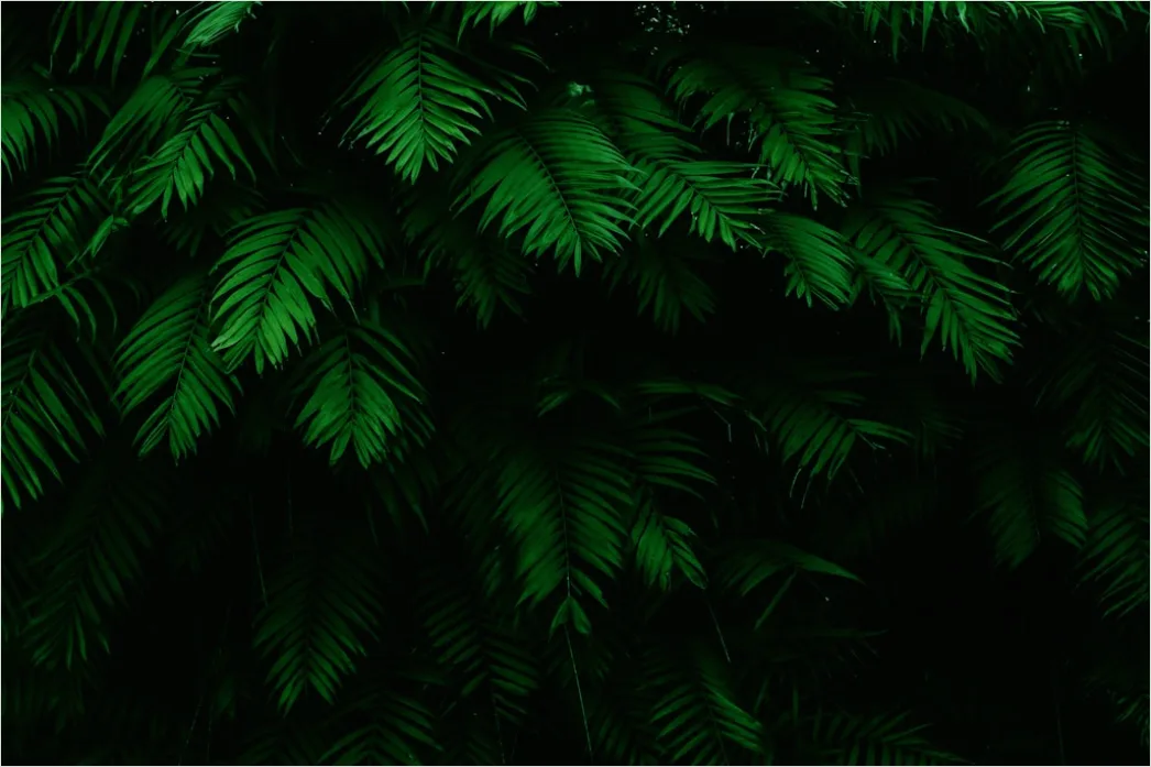 Botanischer Hintergrund Mit Tropischen Blaettern B2bf