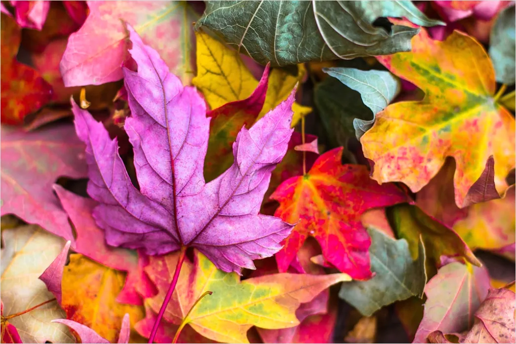 Bunte Blaetter Im Herbst Als Hintergrund Bfca