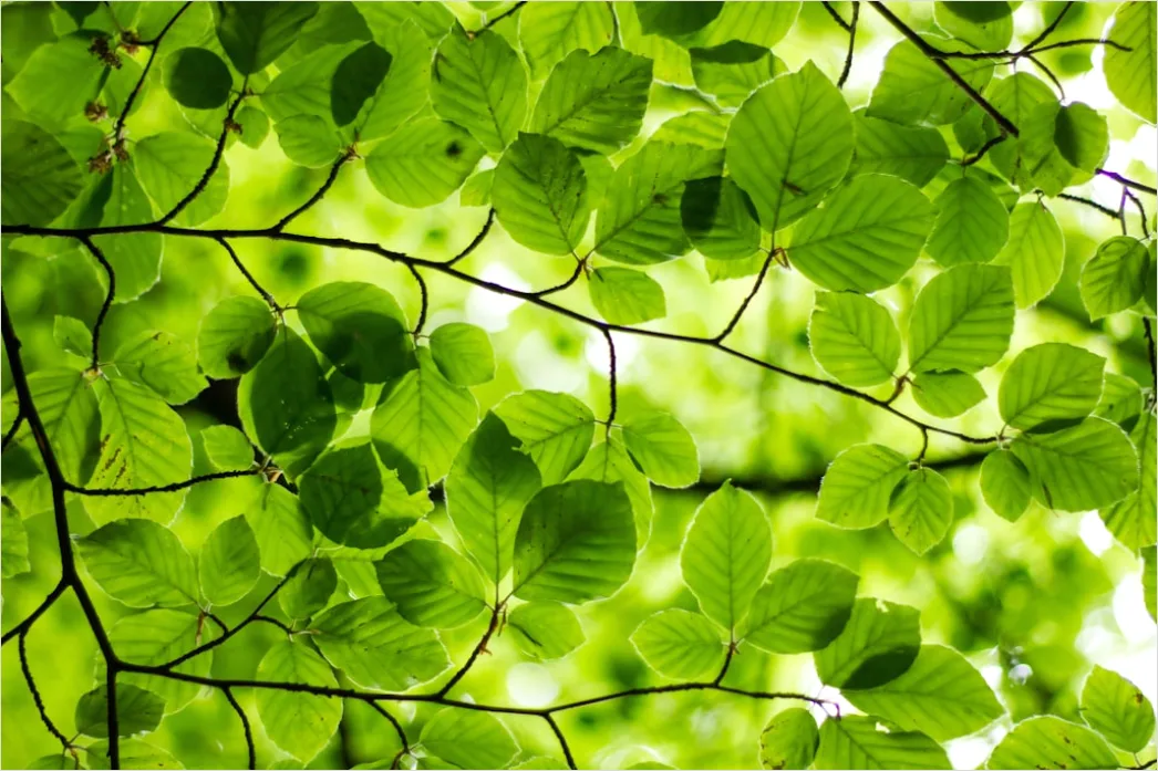 Detail Frische Grüne Blätter In Hoher Auflösung Number 2