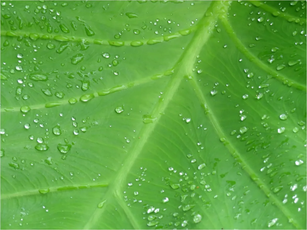 Detail Frische Grüne Blätter In Hoher Auflösung Number 11