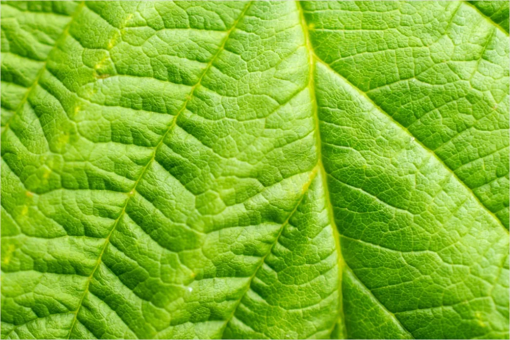 Detail Frische Grüne Blätter In Hoher Auflösung Number 14