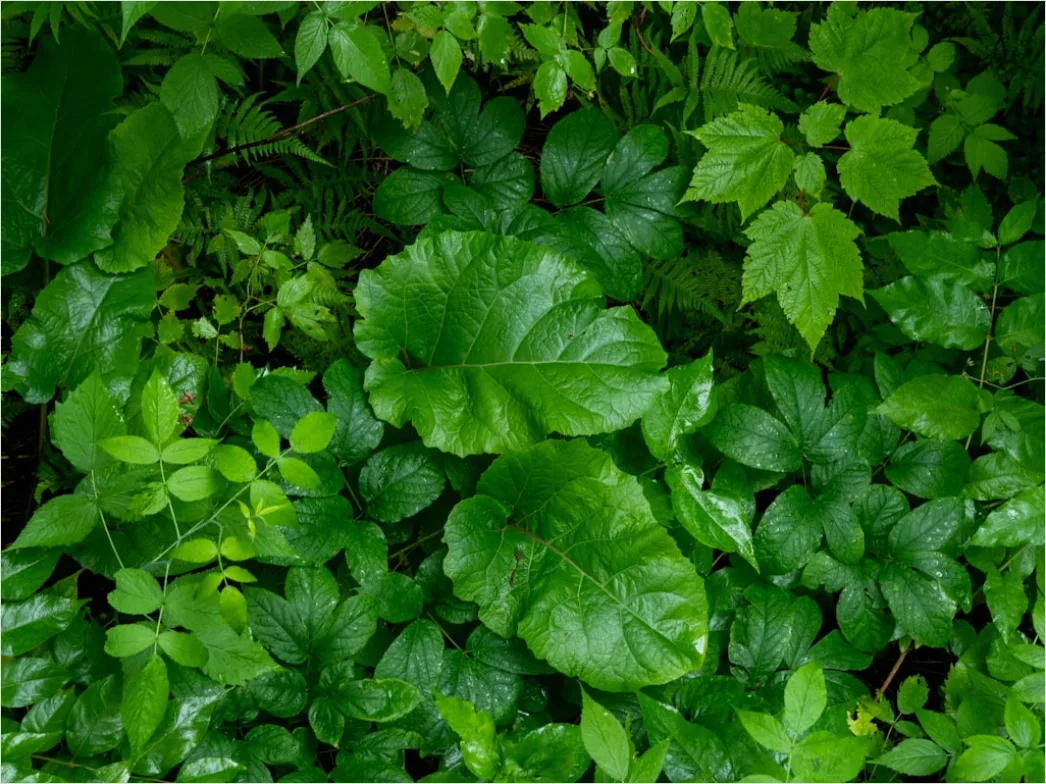 Detail Frische Grüne Blätter In Hoher Auflösung Number 16
