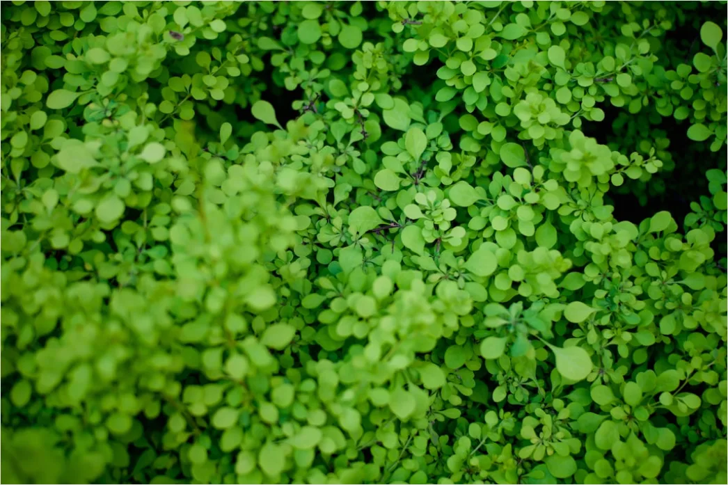 Detail Frische Grüne Blätter In Hoher Auflösung Number 17
