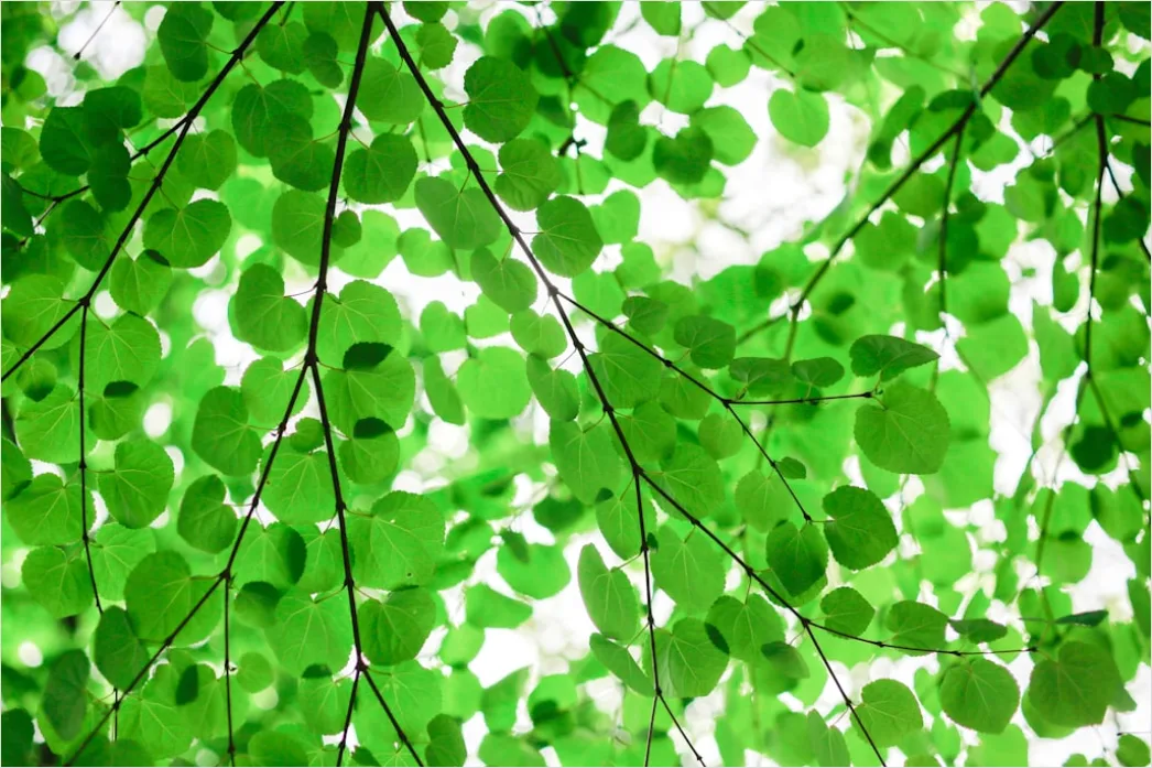 Detail Frische Grüne Blätter In Hoher Auflösung Number 9