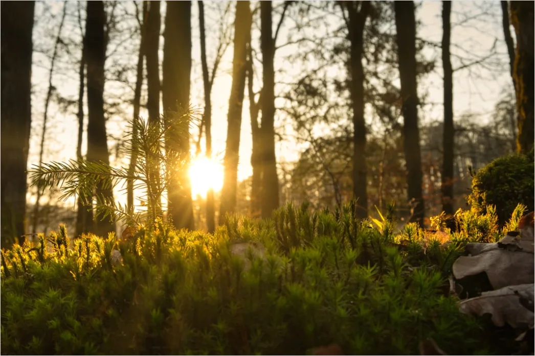 Detail Goldenes Bokeh Bei Sonnenuntergang Number 10